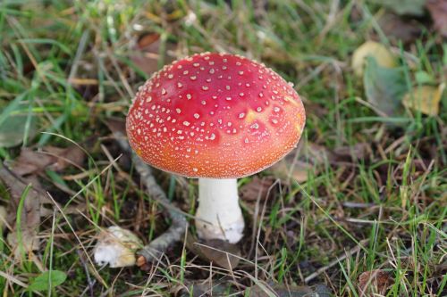 mushroom mushrooms nature