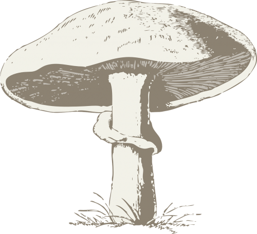 mushroom poisonous toxic