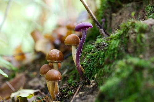 mushroom  nature  wood
