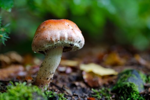 mushroom  rac  nature