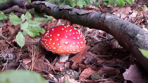 mushroom  nature  toadstool
