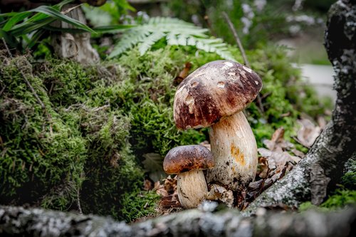 mushroom  cep  moss