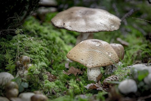 mushroom  disc fungus  giant mushroom