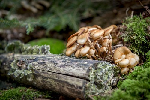 mushroom  wood  nameko