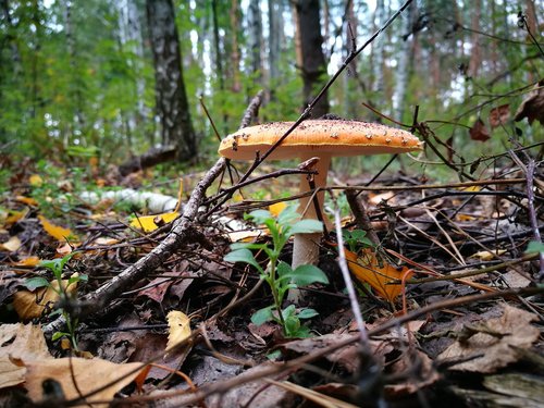 mushroom  nature  autumn