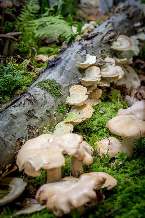 mushroom  moss  autumn