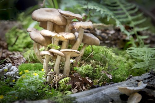 mushroom  nature  moss