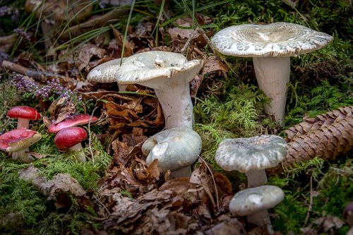 mushroom  nature  green gefelderter russula