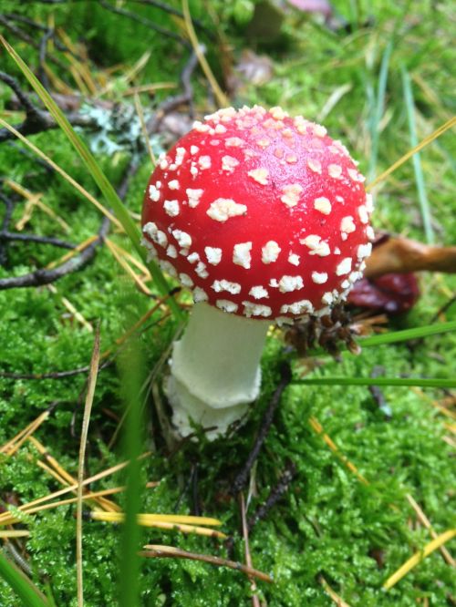 mushroom amanita muscaria red