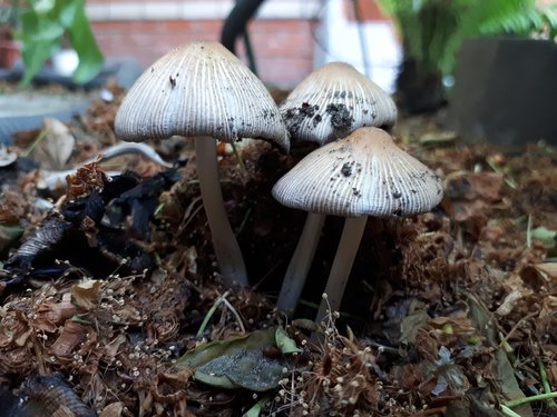 mushroom  toadstool  boletus