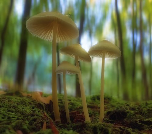 mushroom  forest  moss