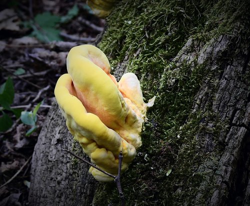 mushroom  yellow  nature