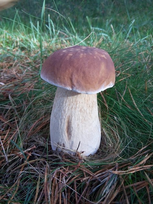 mushroom  field  forest