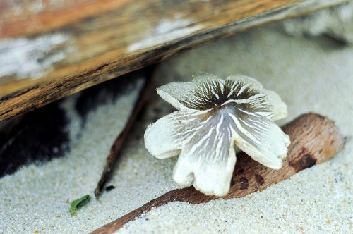 mushroom  sand  beach