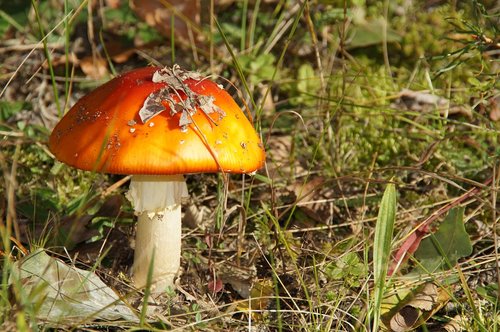 mushroom  forest  autumn