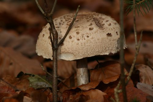 mushroom white mushroom giant mushroom