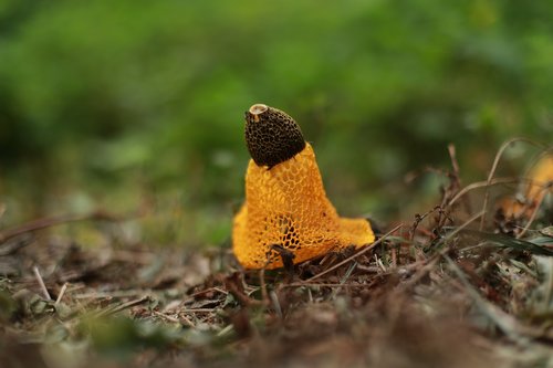 mushroom  nature  yellow