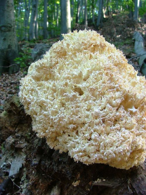 mushroom yellow korallgomba forest