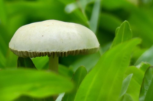 mushroom  plant  garden