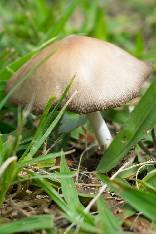 mushroom  nature  fungus