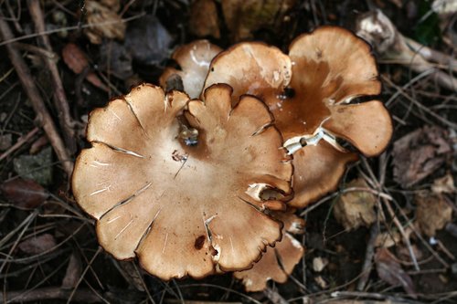 mushroom  brown  cup shaped