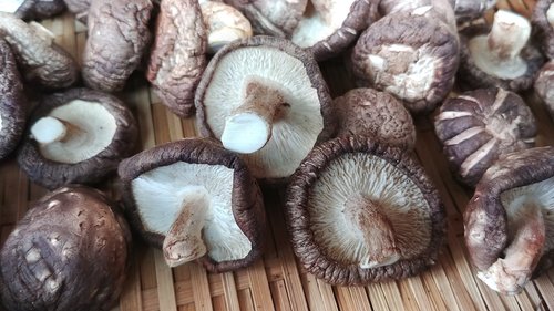 mushroom  cooking  cooking ingredients