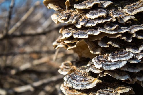 mushroom  tree  nature