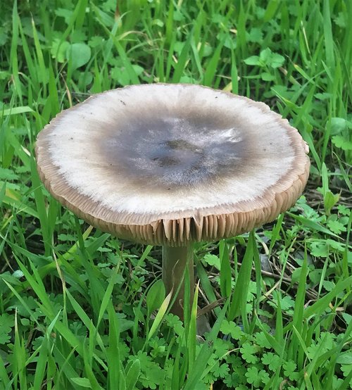 mushroom  grass  nature