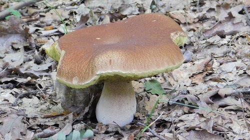 mushroom  forest  nature