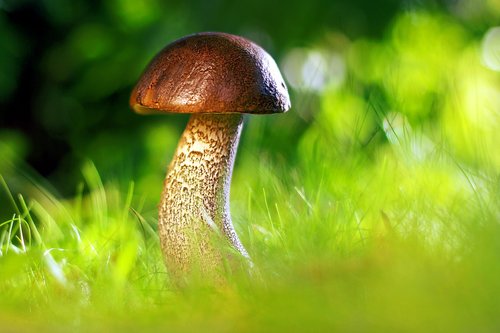 mushroom  autumn  nature