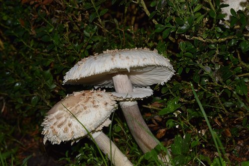 mushroom  nature  forest