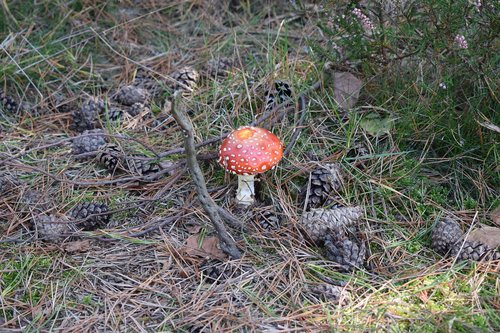 mushroom  nature  forest