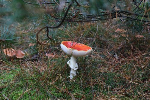 mushroom  nature  forest