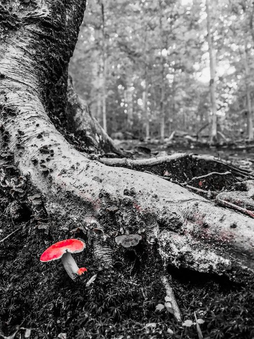mushroom  tree  red