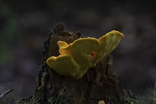 mushroom  hub  forest