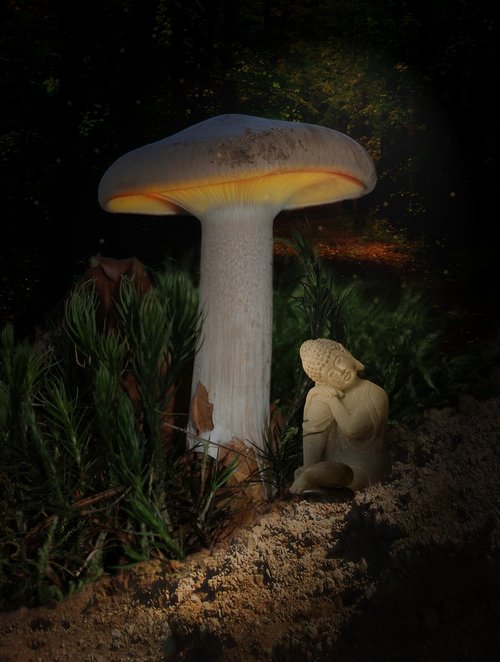 mushroom  screen  light