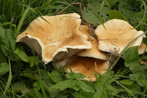 mushroom  autumn  roadside