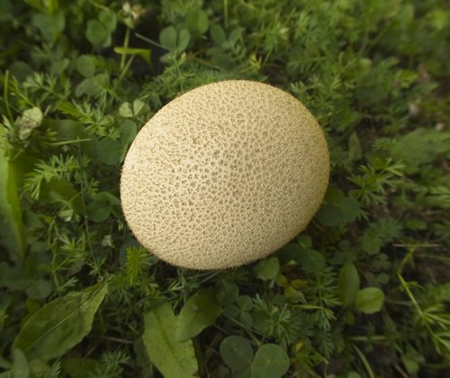 mushroom  puffball  fungus