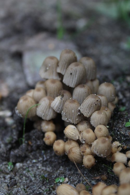 mushroom  little  forest