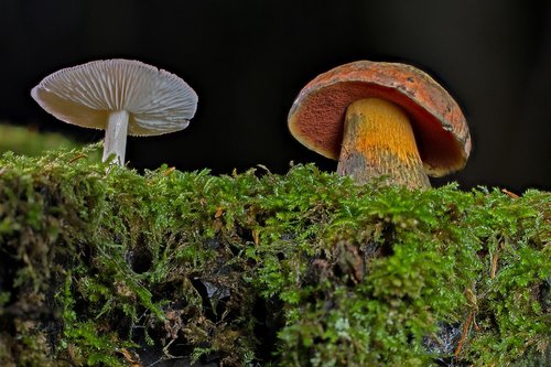 mushroom  rac  agaric