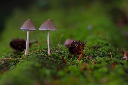 mushroom  mushrooms  sponge