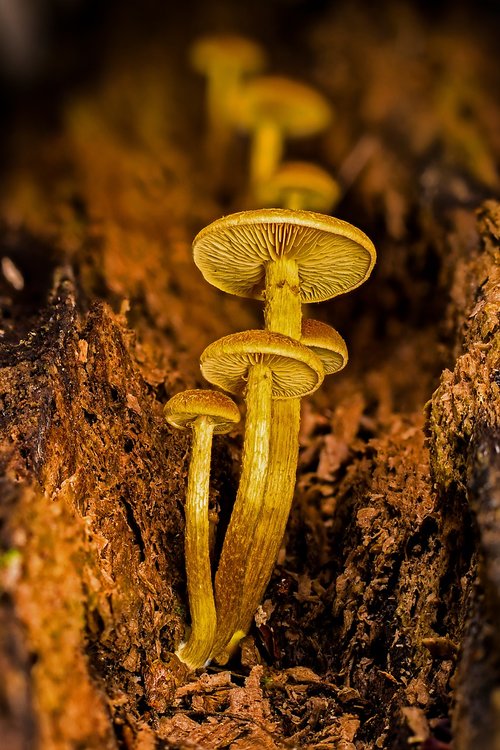 mushroom  mushrooms  agaric