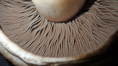 mushroom  vegetable  fungus