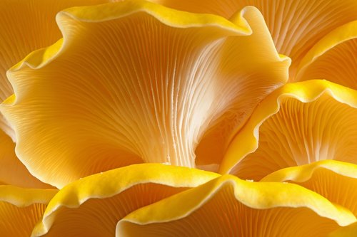 mushroom  oyster  golden