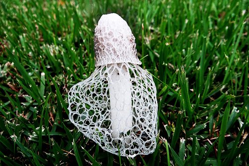 mushroom  white  nature