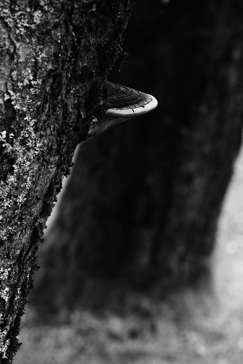 mushroom  tree  nature