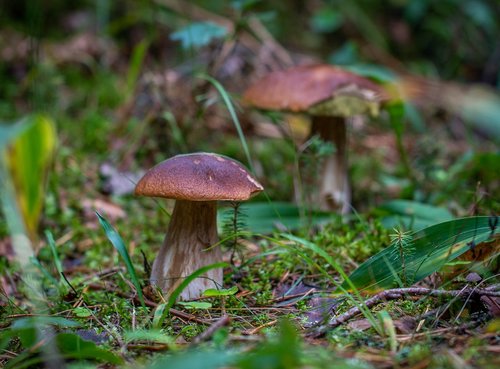 mushroom  forest  autumn