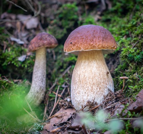 mushroom  forest  autumn