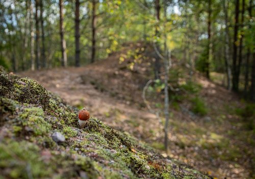 mushroom  forest  autumn