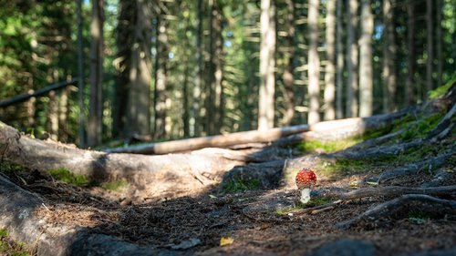 mushroom  forest  autumn